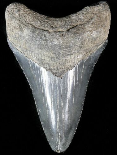 Serrated, Juvenile Megalodon Tooth #56529